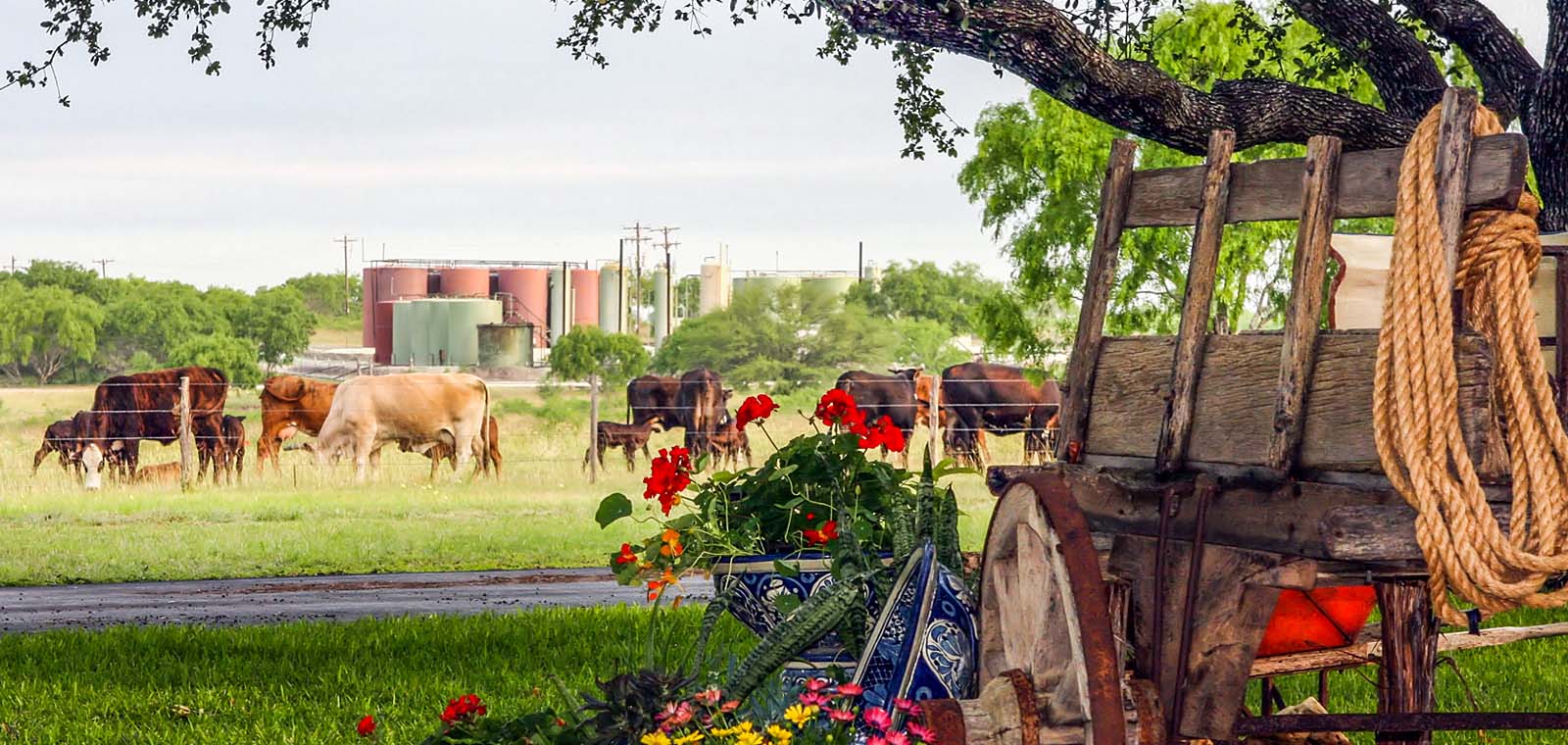 Ranch with Horses | Desert Flower Realty