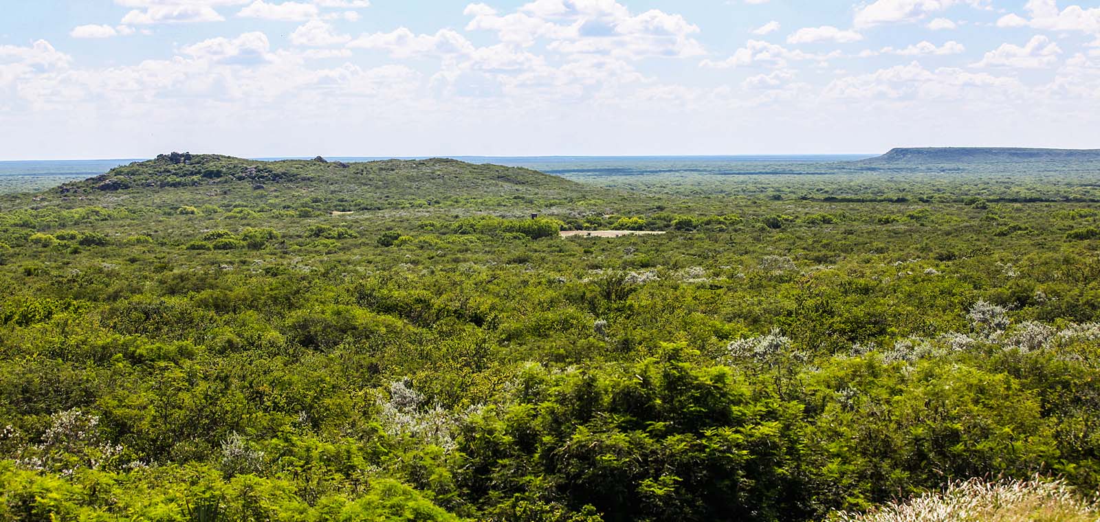 Beautiful View of Forest in Texas| Desert Flower Realty