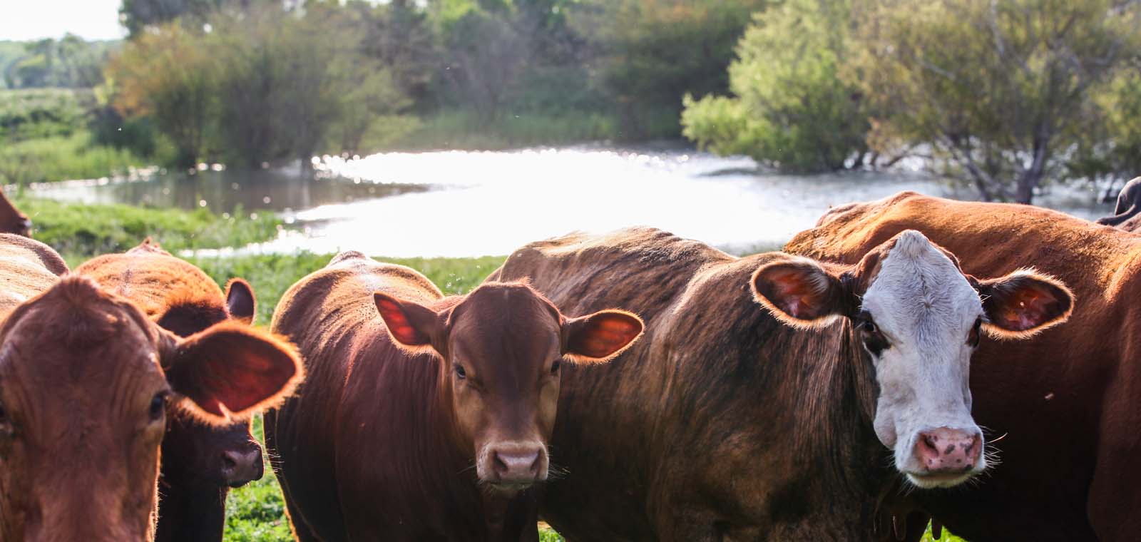 Cows in Texas | Desert Flower Realty