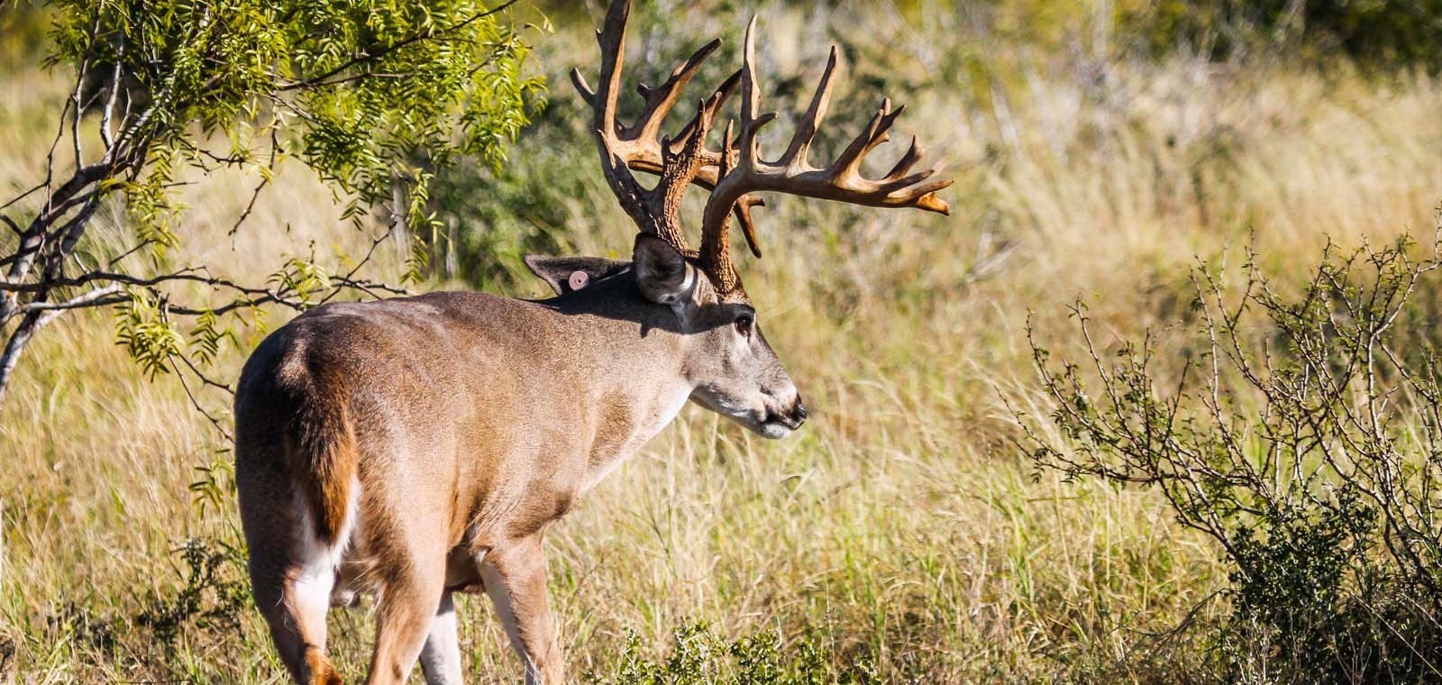 Male Deer in Texas | Desert Flower Realty