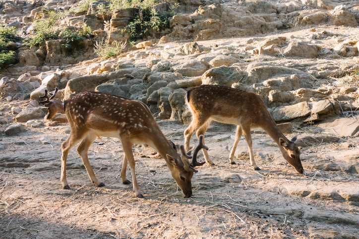 Deers in the zoo