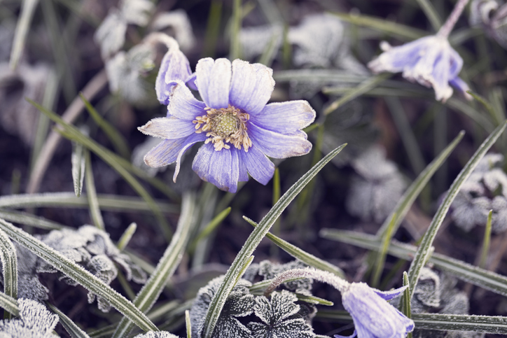 Anemone flower covered with hoarfrost in spring