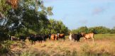 1068 acres Live Oak County Cattle