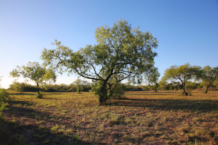 Live Oak Ranch