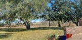 103 FM 3336 & Hwy 59 GW Tx 2 acres and a home for sale Live Oak County Front yard 1
