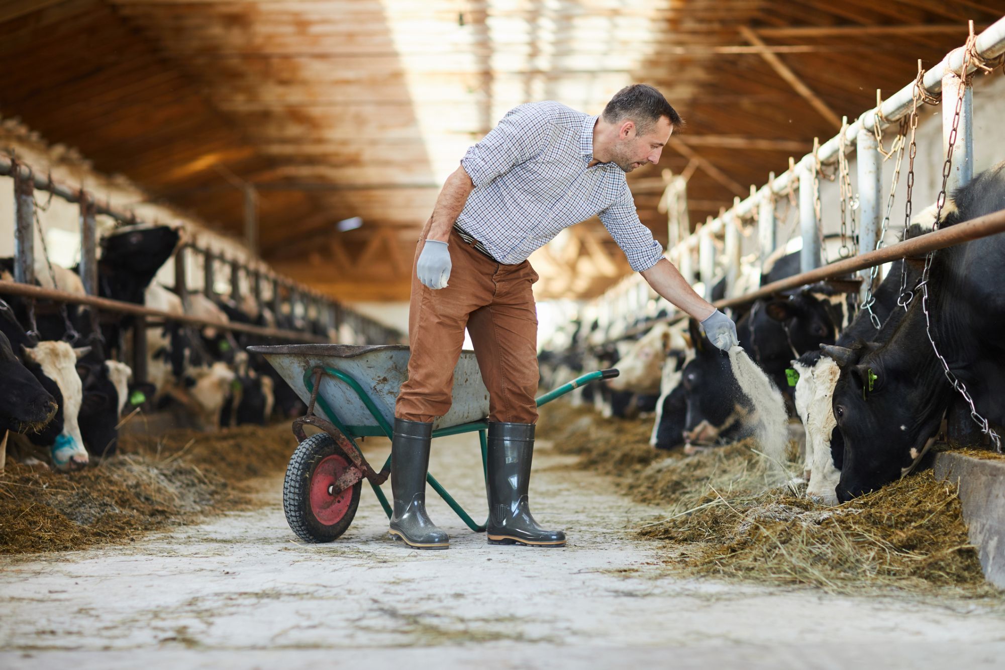 A man feeding cows