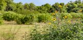 18 acres for sale George West Texas Live oak county FM 187 field