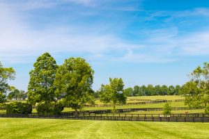 Green pastures of horse farms. Country summer landscape.