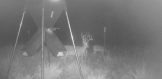 Deer 1