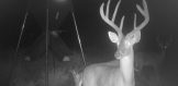 Deer 2