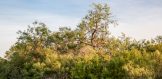 80 acres 138 CR 136 brush