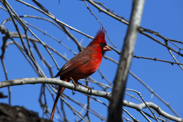 Northern cardinal seen in Choke Canyon State Park in Three Rivers, TX