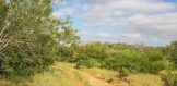 30.96 Acres FM 889 & Lagarto Rd. 3rd pic