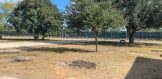 510 E. Church St., THree Rivers, Tx 78071, residential properties for sale Live Oak County Side front yard