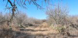 100 acres 225 CR 163 Clegg Land for Sale Live Oak County 9