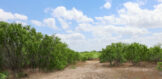 17.09 acres 131 FM 1873 Vegetation